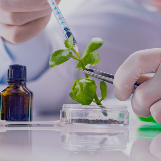 Scientist is holding a small plant above a petri dish with tweezers.