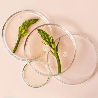 Green plants in petri dishes.