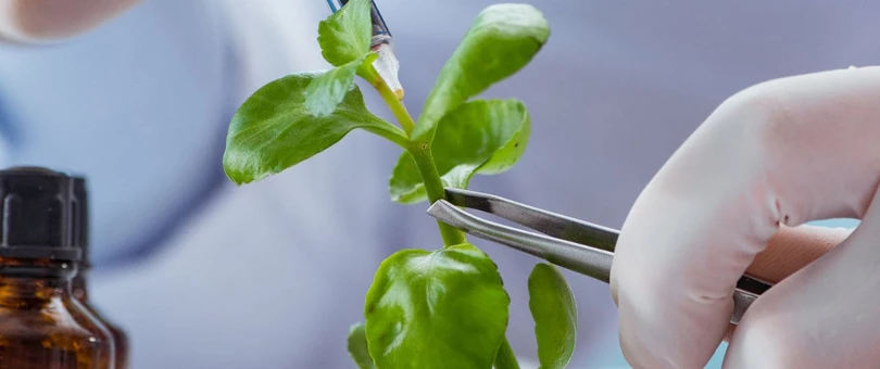 Scientist is holding a small plant above a petri dish with tweezers.